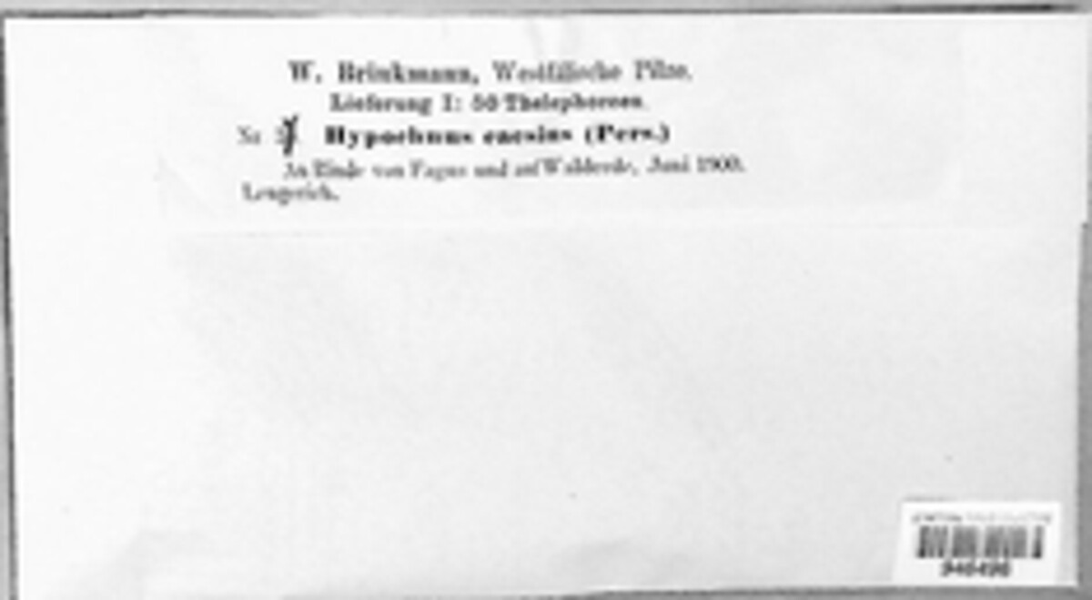 Sebacina laciniata image